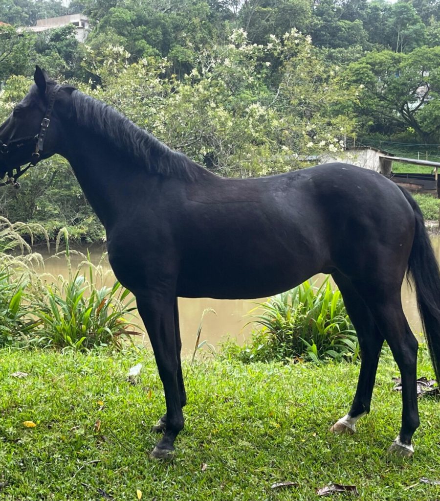 sirus3